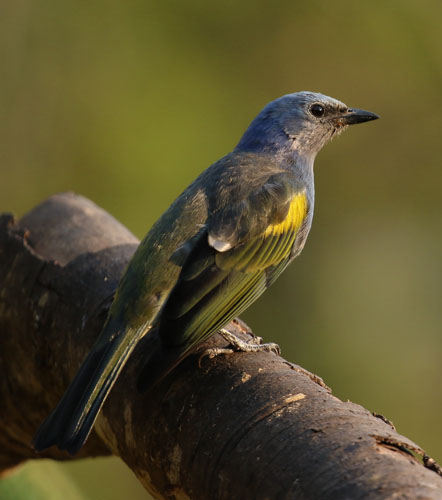 golden-chevroned-tanager-a