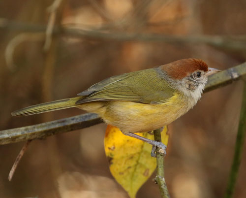 gray-eyed-greenlet-a