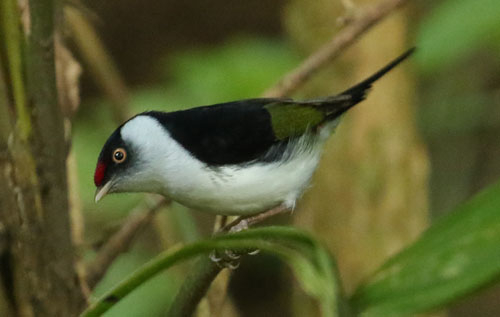 pin-tailed-manakin-a