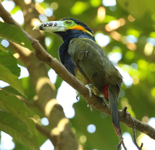 spot-billed-toucanet-a