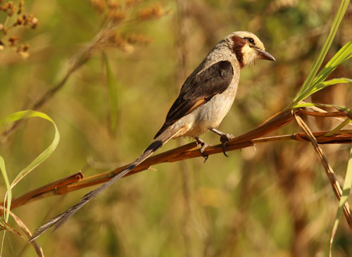 streamer-tailed-tyrant-a