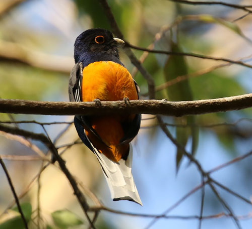 surucua-trogon-a