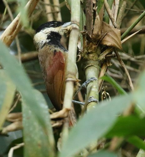 white-bearded-antshrike-a