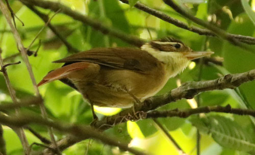 white-collared-foliage-gleaner-a