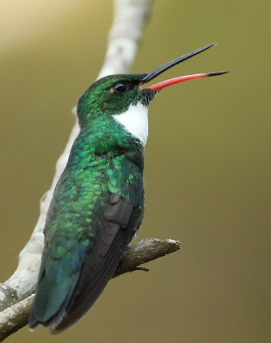 white-throated-hummingbird-a