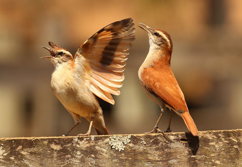 wing-banded-hornero-a