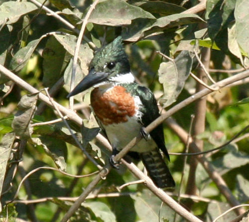 amazon-kingfisher