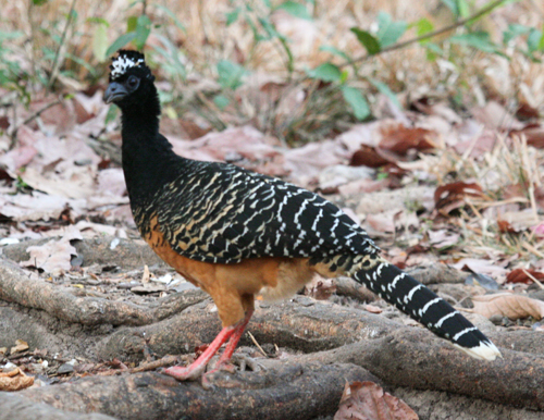 bare-faced-currasow