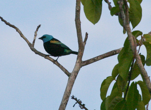 blue-necked-tanager