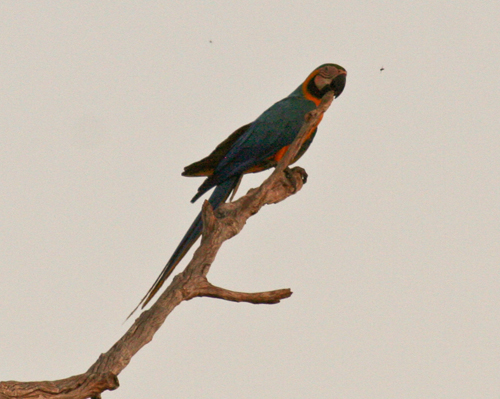 blue-yellow-macaw-3