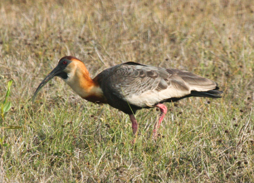 buff-necked-ibis