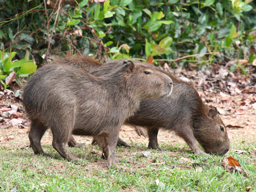 capybarras