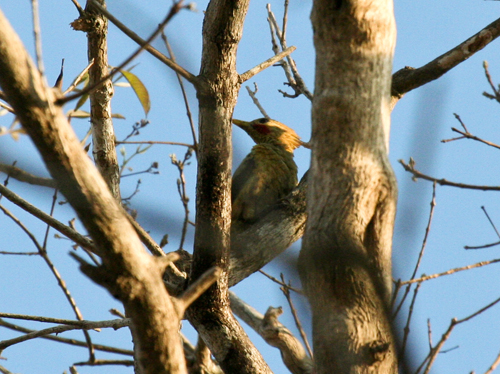 cream-colored-woodpecker