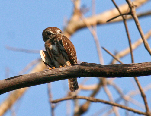 ferruginous-pygmy-owl