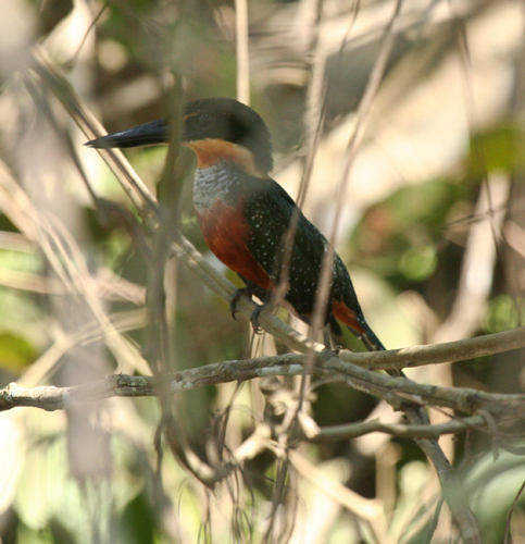 green-and-rufous-kingfisher-1