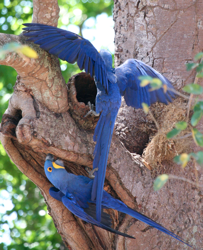 hyacinth-macaw-1