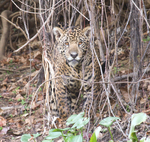 jaguar-young