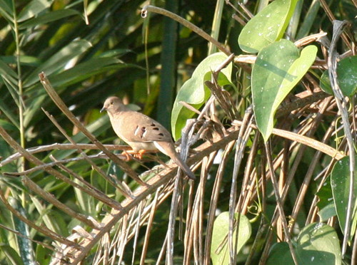 long-tailed-ground-dove