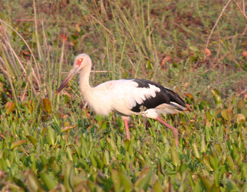 maguari-stork