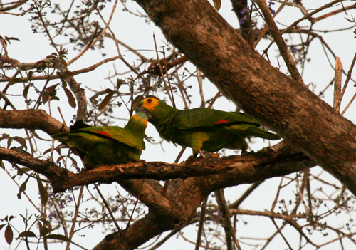 orange-winged-parrots