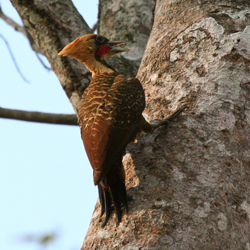 pale-crested-woodpecker