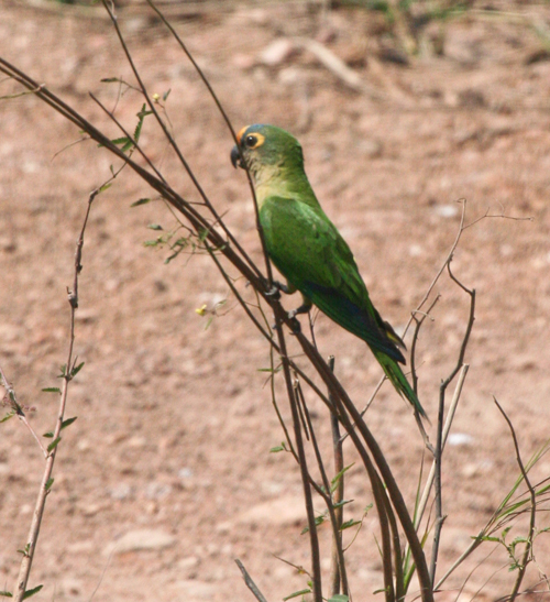 peach-fronted-parakeet