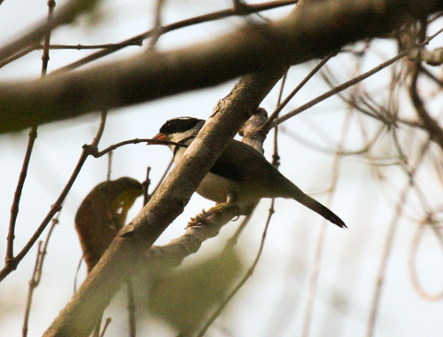 saffron-billed-sparrow