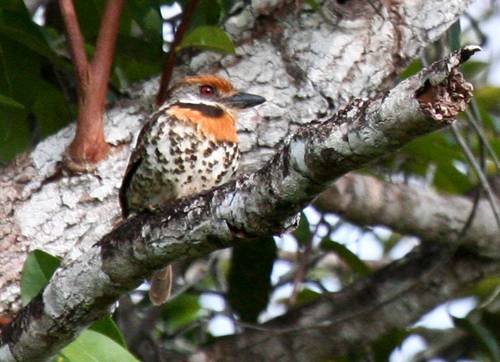spotted-puffbird