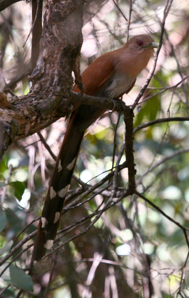 squirrel-cuckoo