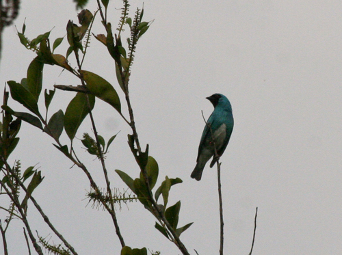 swallow-tanager