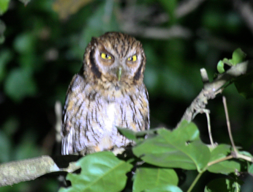tropical-screech-owl