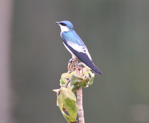 white-winged-swallow