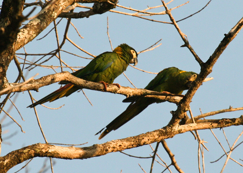 yellow-collared-macaws