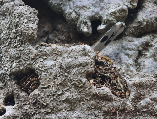 Hook-billed-Vanga-nest