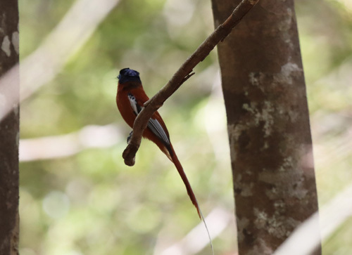 Madagascar-Flycatcher