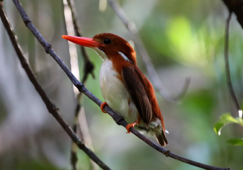 Madagascar-Pygmy-Kingfisher