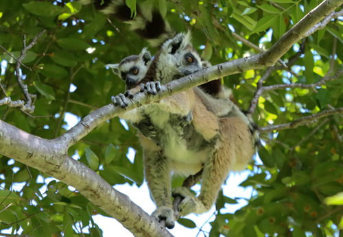 Ring-tailed-Lemur-1