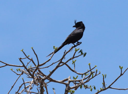 crested-drongo