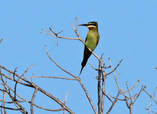 madagascar-bee-eater