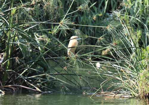 madagascar-pond-heron