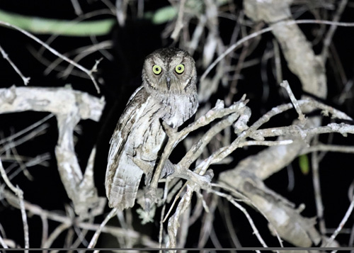 torotoroka-scops-owl