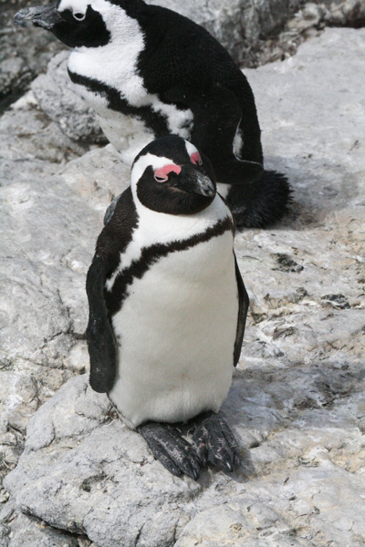 african-penguin