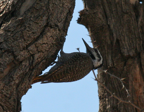 bearded-woodpecker