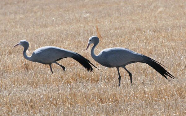 blue-cranes
