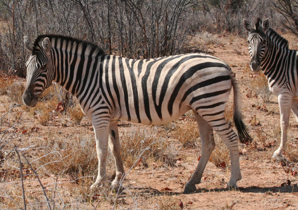 burchells-zebra