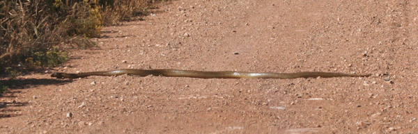 cape-cobra