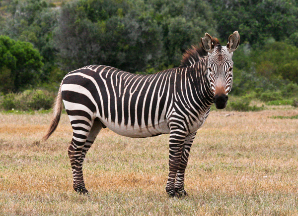 cape-mountain-zebra
