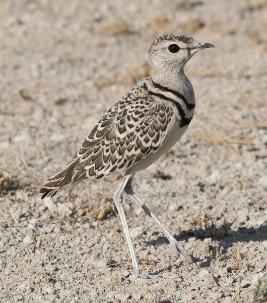 double-banded-courser