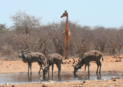 giraffe-kudu