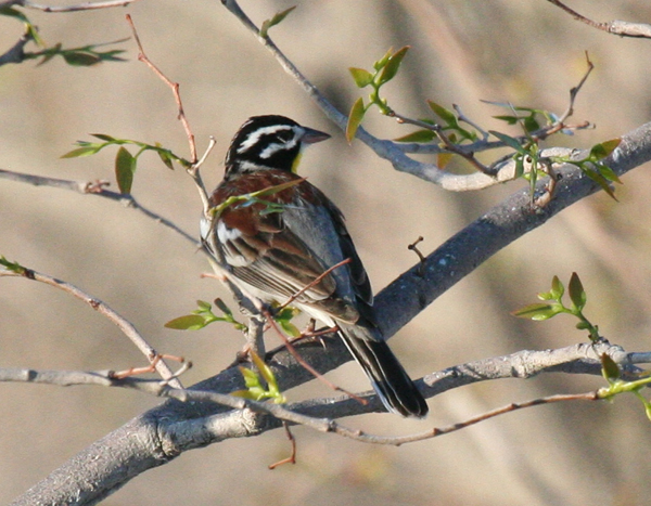 golden-breasted-bunting